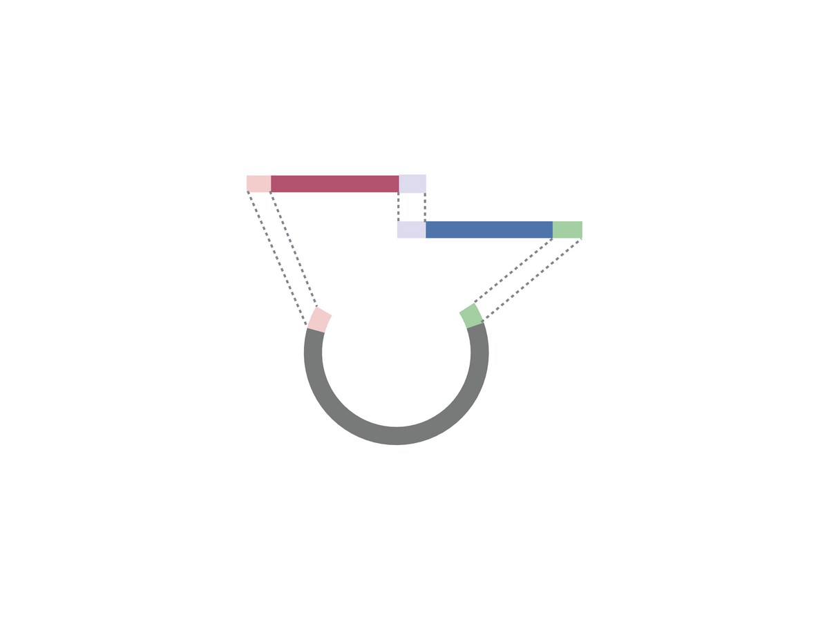 plasmid construction gibson assembly