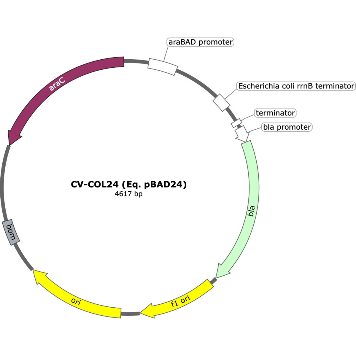 CV-COL24 (Eq. pBAD24)