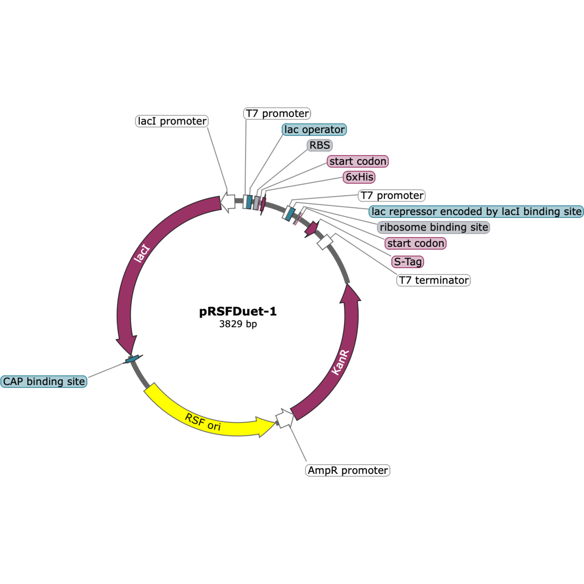 CV-COLRSF (Eq. pRSFDuet-1)