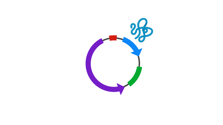 Classic Bacterial Expression Vectors