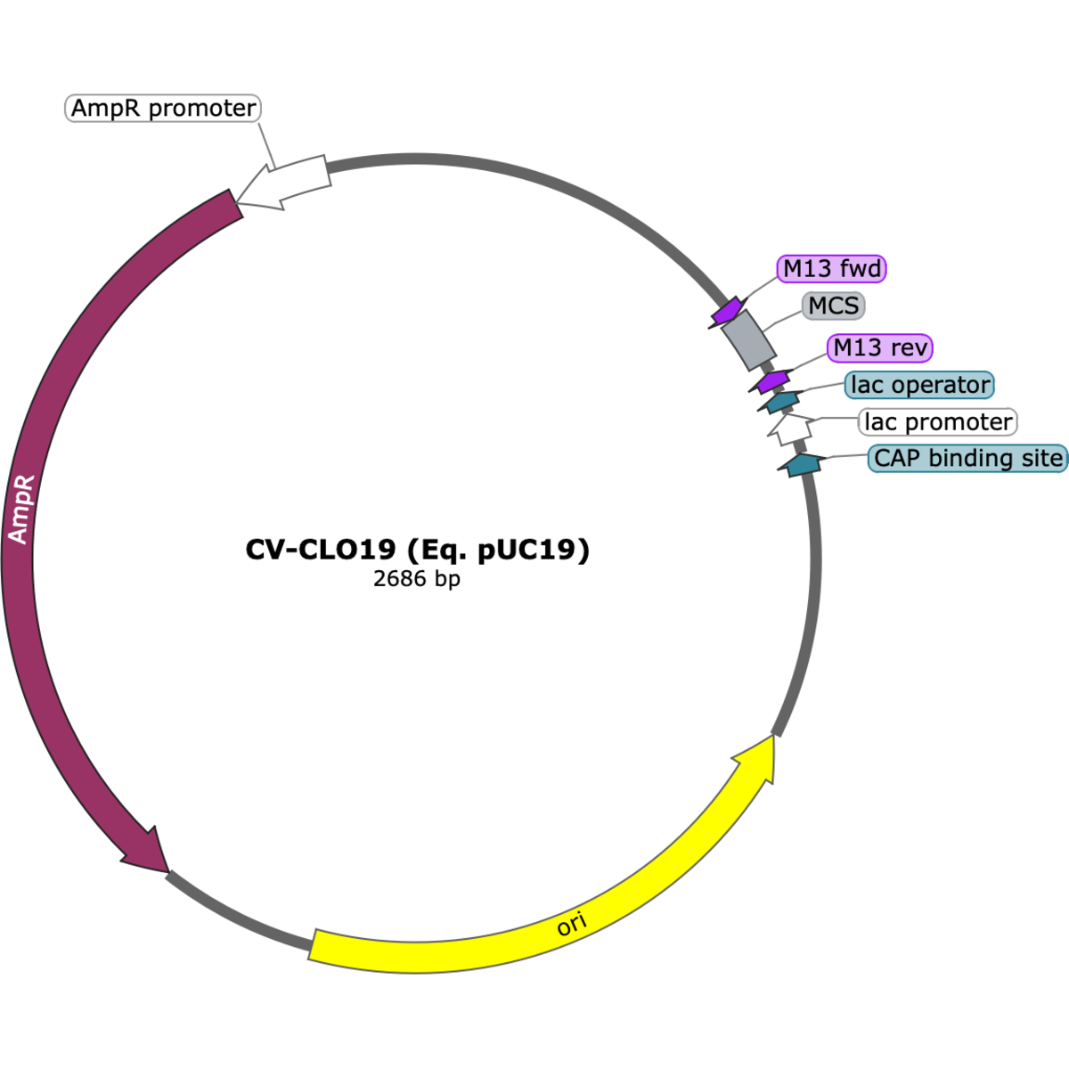 CV-CLO19 (Eq. pUC19)
