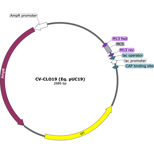 CV-CLO19 (Eq. pUC19)