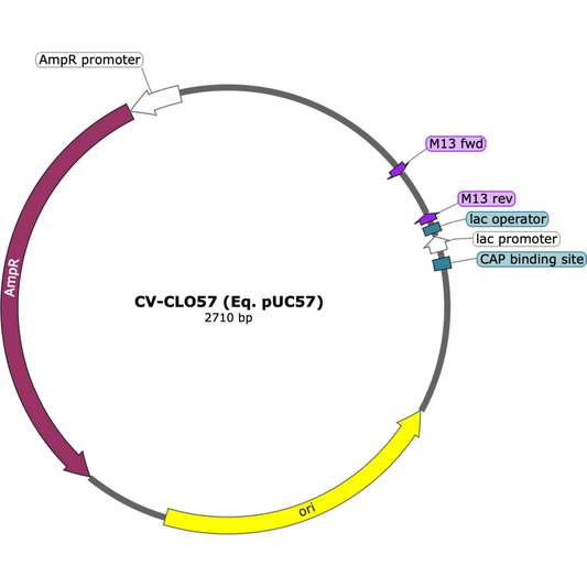 CV-CLO57 (Eq. pUC57)