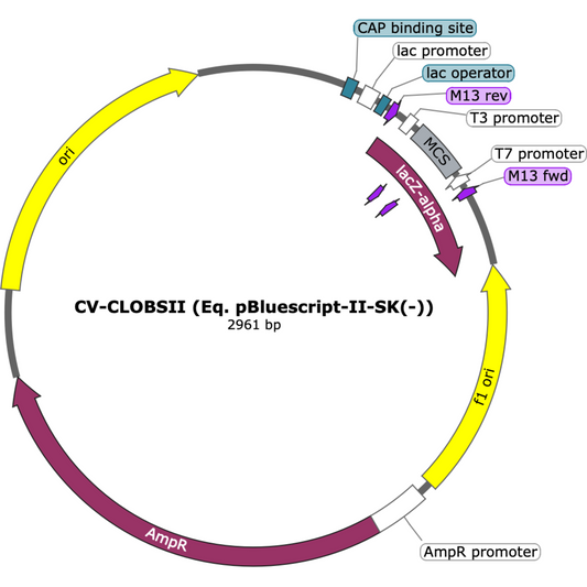 CV-CLOBSII (Eq. pBluescript-II-SK(-))