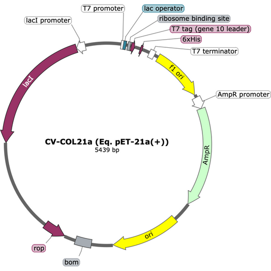 CV-COL21a (Eq. pET-21a(+))