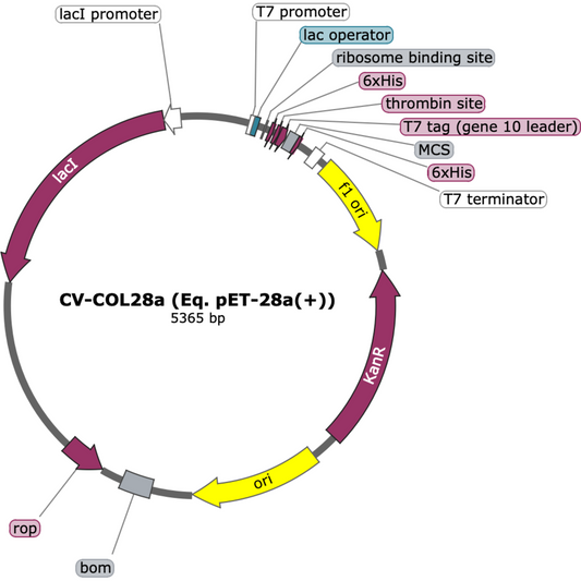 CV-COL28a (Eq. pET-28a(+))