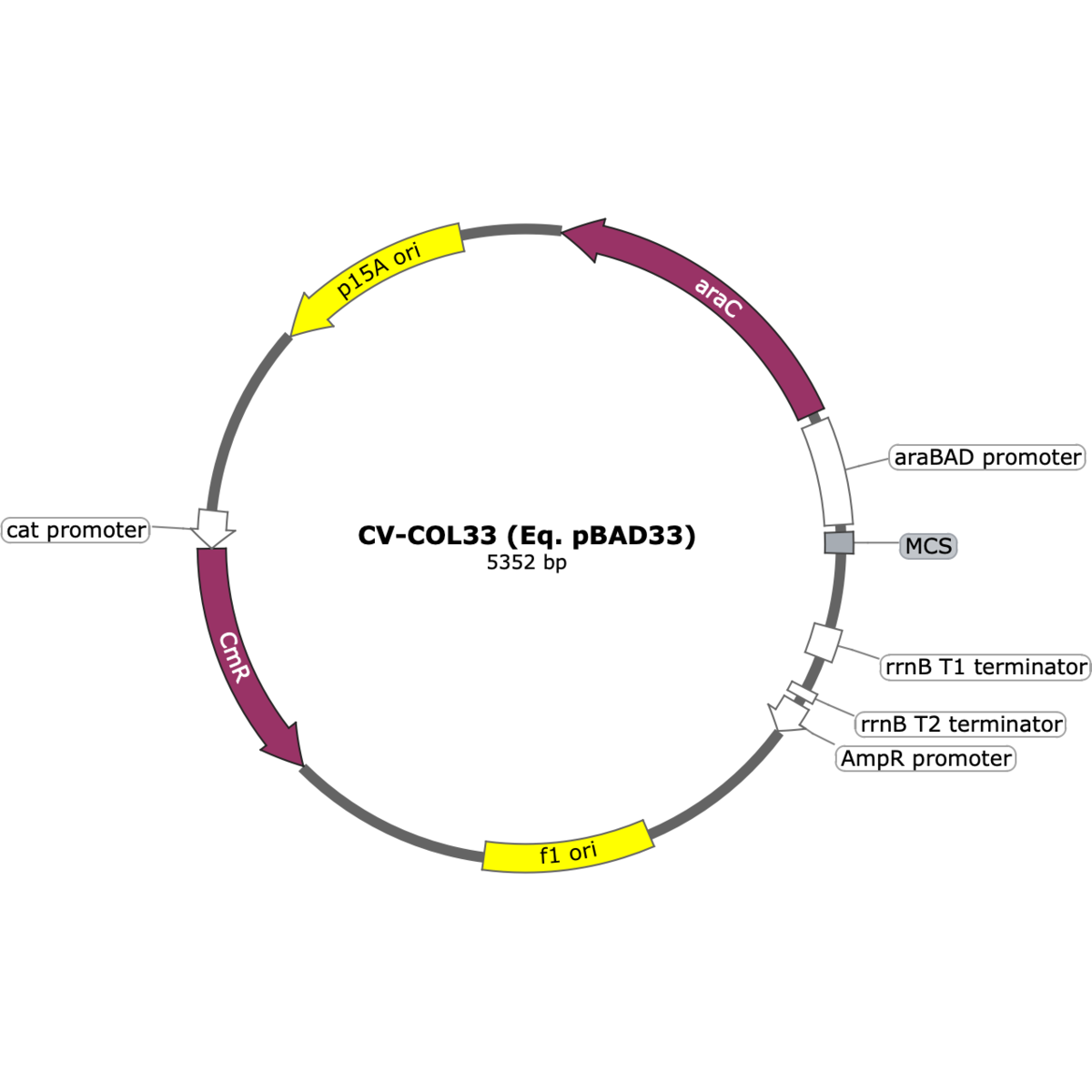 CV-COL33 (Eq. pBAD33)