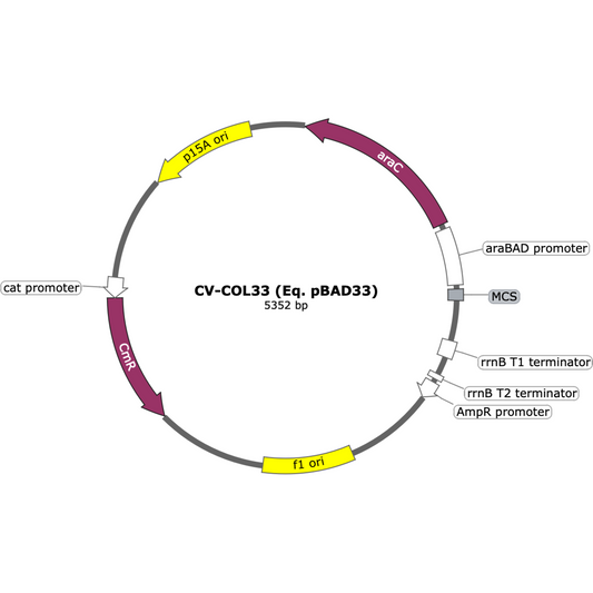 CV-COL33 (Eq. pBAD33)