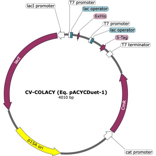 CV-COLACY (Eq. pACYCDuet-1)