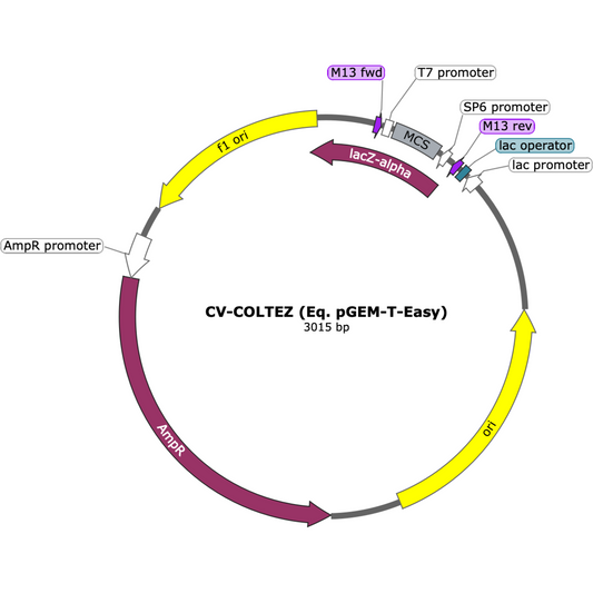 CV-CLOTEZ (Eq. pGEM-T-Easy)