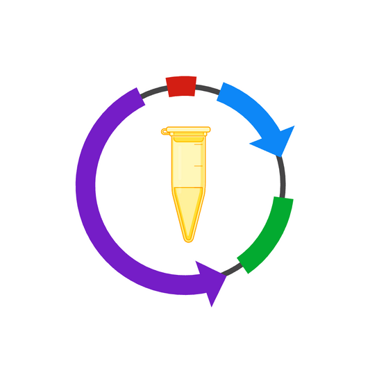 Plasmid Synthesis