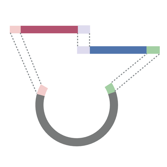 Whole Plasmid Construction